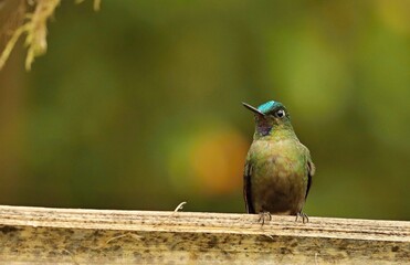 Violet-tailed Sylph (Aglaiocercus coelestis) Ecuador