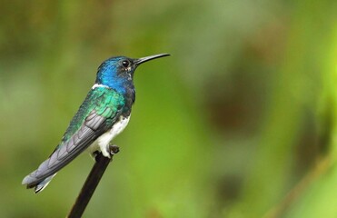 Naklejka premium White-necked Jacobin (Florisuga mellivora) Ecuator