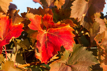Naklejka na ściany i meble Autumn grapes with red leaves, the vine at sunset is reddish yellow