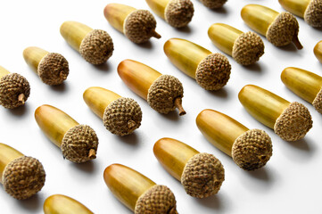 Ripe yellowed dry acorns collected in autumn, ripe oak seeds, isolated on white background