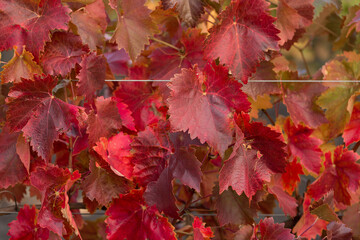 Autumn grapes with red leaves, the vine at sunset is reddish yellow
