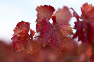 Autumn grapes with red leaves, the vine at sunset is reddish yellow