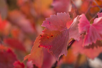 Autumn grapes with red leaves, the vine at sunset is reddish yellow