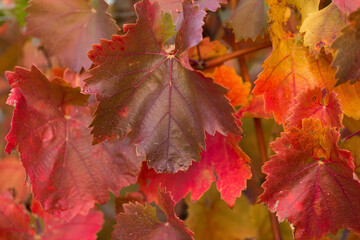 Autumn grapes with red leaves, the vine at sunset is reddish yellow