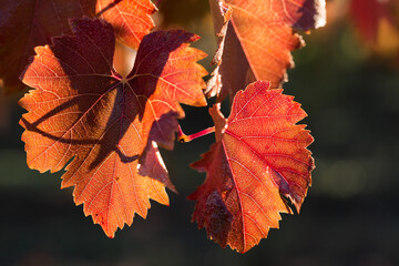 Autumn grapes with red leaves, the vine at sunset is reddish yellow