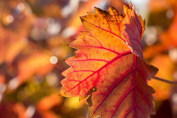 Autumn grapes with red leaves, the vine at sunset is reddish yellow