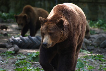 Brown bear with another one in the background