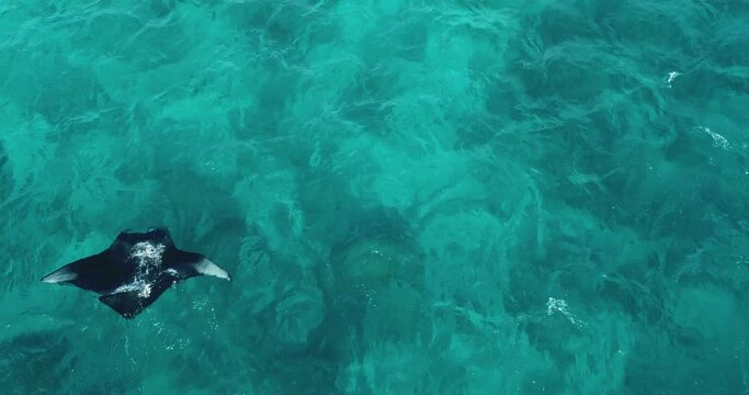 Aerial view of a stingray in the turquoise waters of Laquedivas Sea, Maldives. High quality 4k footage