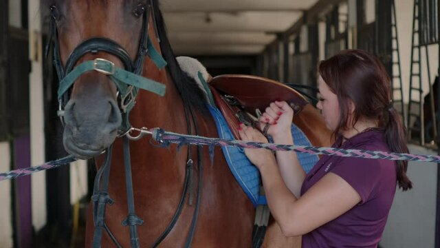 Woman is adjusting the saddle straps on horse in stable