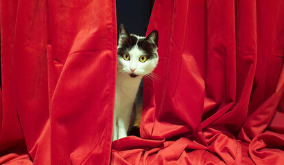 Christmas cat on stage looks like a diva from behind red curtains