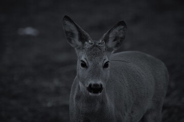 B&W Deer closeup