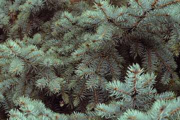 christmas tree branches. Pine branches