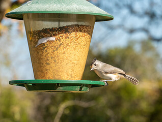 Close Up View of Bird On a Bird Feeder with Clear Skies