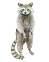 Watercolor illustration of a raccoon; charming raccoon on a white background; full-length drawn animal; sad forest dweller