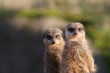 Erdmännchen bei der Wache