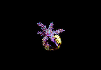 Isolated image of Acropora coral.
Acropora is a genus of small polyp stony corals.