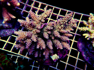 Isolated image of Acropora coral.
Acropora is a genus of small polyp stony corals.