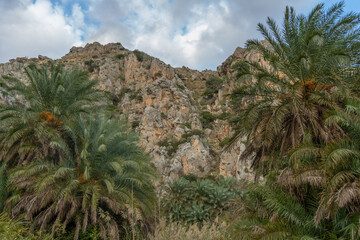 Fototapeta na wymiar Gorgeous palm tree glade, Preveli beach (aka., Palm Beach), Southern Crete, Greece. Located at the mouuth of the Megas river, Kourtaliotiko gorge.