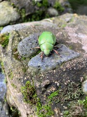 Escarabajo 