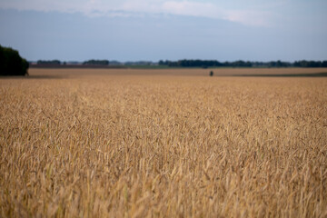Wheat field. Ears of golden wheat close up. Beautiful Nature Sunset Landscape. Rural Scenery under Shining Sunlight. Background of ripening ears of wheat field. Rich harvest Concept. Label art design