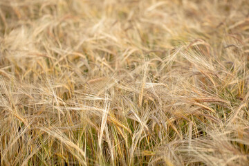 Wheat field. Ears of golden wheat close up. Beautiful Nature Sunset Landscape. Rural Scenery under Shining Sunlight. Background of ripening ears of wheat field. Rich harvest Concept. Label art design