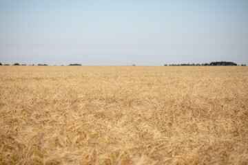 Fototapeta premium Wheat field. Ears of golden wheat close up. Beautiful Nature Sunset Landscape. Rural Scenery under Shining Sunlight. Background of ripening ears of wheat field. Rich harvest Concept. Label art design