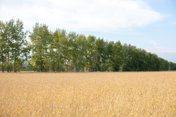 A fantastic countryside with a wide range of winter rye fields and colorful trees in the distance. Autumn scene in Latvia.