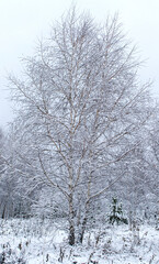 Snow-covered tree in the winter forest. Natural background, vertical, poster, landscape, snow