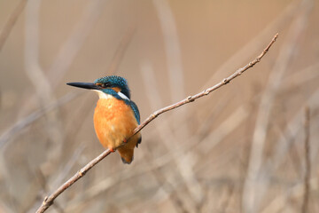 Common kingfisher perching on a branch.