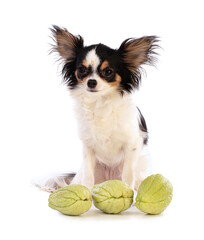   Chihuahua and Chayotte (Sechium edule)