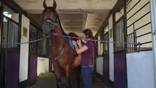 Woman is cinching straps of saddle on horse standing in stable
