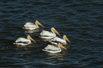 pelicans on the water