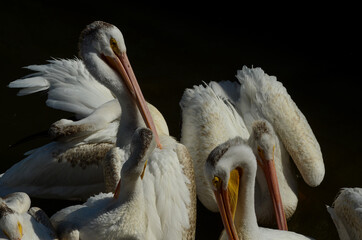 Pelicans