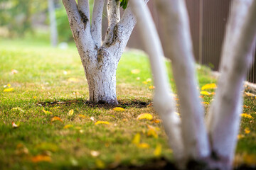 Whitewashed bark of tree growing in sunny orchard garden on blurred green copy space background.