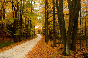 path in forest