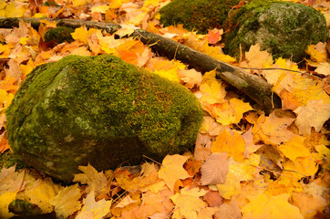 moss on the rock
