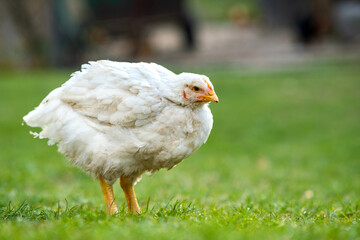 Hen feed on traditional rural barnyard. Close up of chicken standing on barn yard with green grass. Free range poultry farming concept.