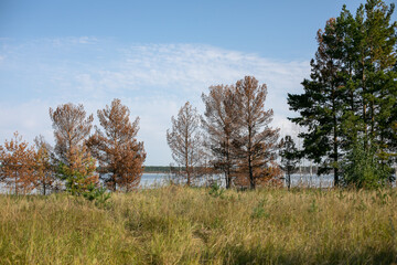  Ob river flows through the taiga.forest landscape, beautiful sky