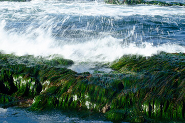 Pacific surf
