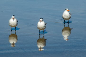 Terns on beach