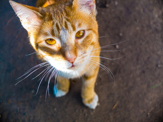 gato joven