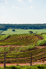 Beautiful rural plantation of sugar cane. Farm field concept image