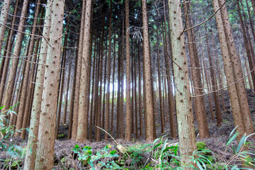 松が生い茂る森林と太陽光