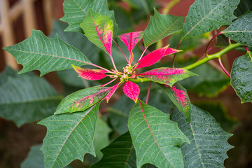 Flor de pascua