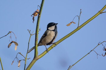 枝にとまるシジュウカラ