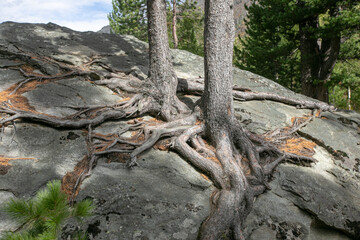 Pine tree and its long roots on a cliff in the forest in Finland in the autumn.