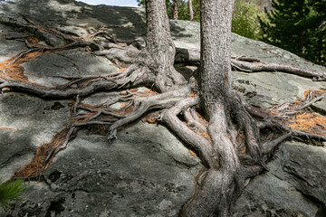 Pine tree and its long roots on a cliff in the forest in Finland in the autumn.