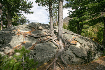 Pine tree and its long roots on a cliff in the forest in Finland in the autumn.