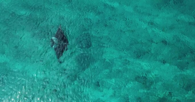 Aerial view of a stingray in the turquoise waters of Laquedivas Sea, Maldives. High quality 4k footage