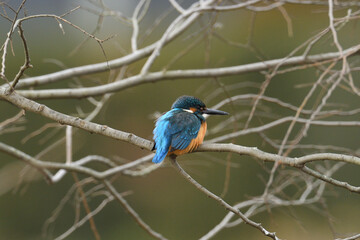 Common kingfisher perching on a branch.